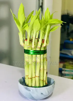 Lucky Bamnoo (Indoor Plant)