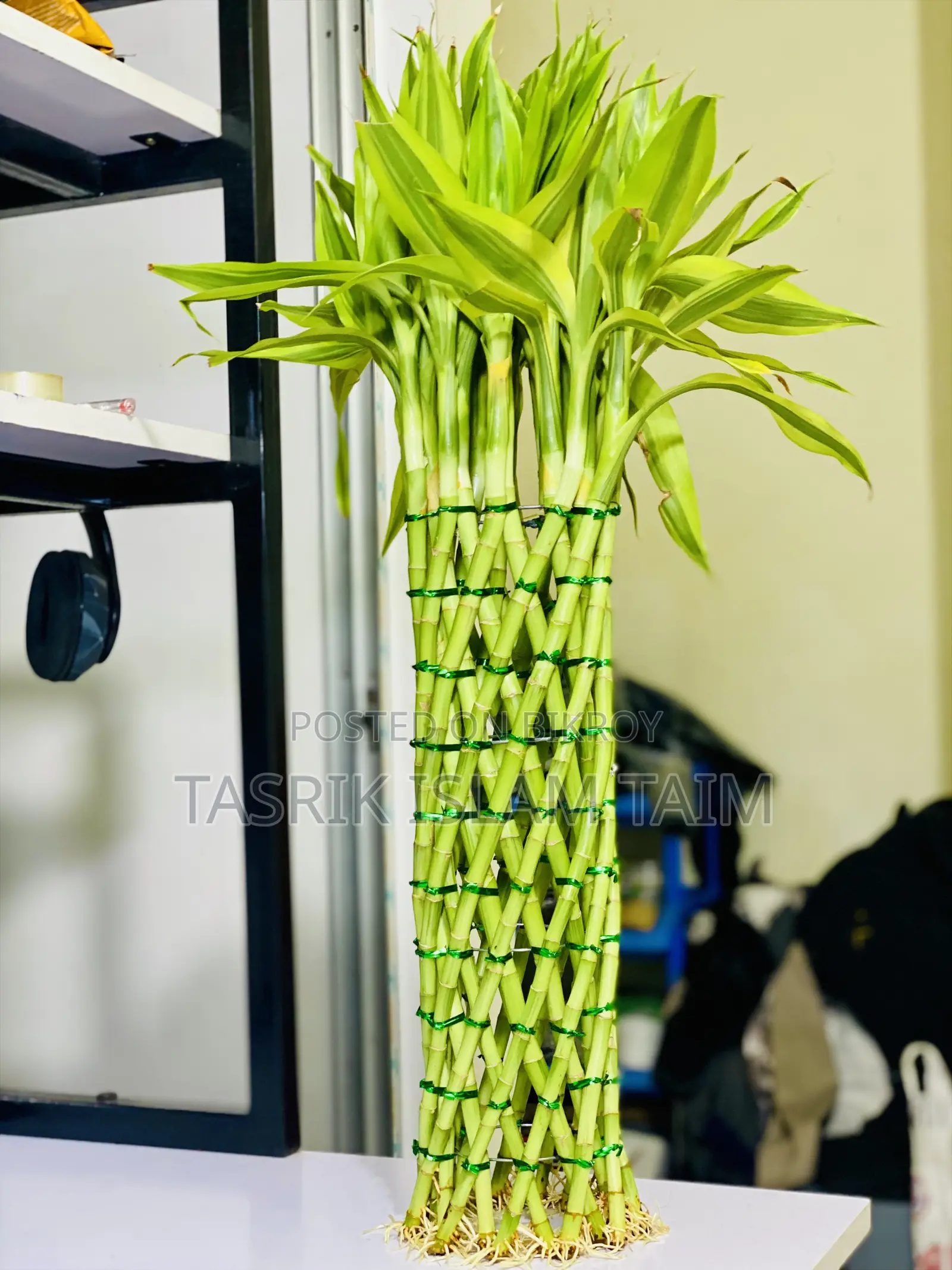 Lucky Bamnoo (Indoor Plant)