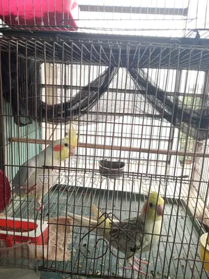 এক জোড়া ককাটেল পাখি
