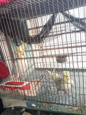 এক জোড়া ককাটেল পাখি