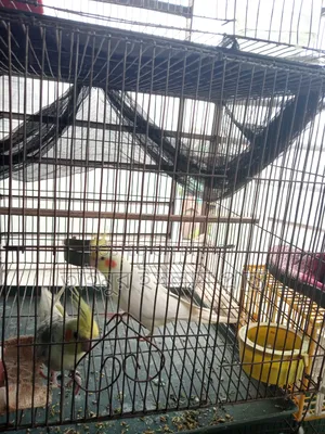 এক জোড়া ককাটেল পাখি