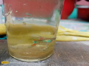 Guppy Fish