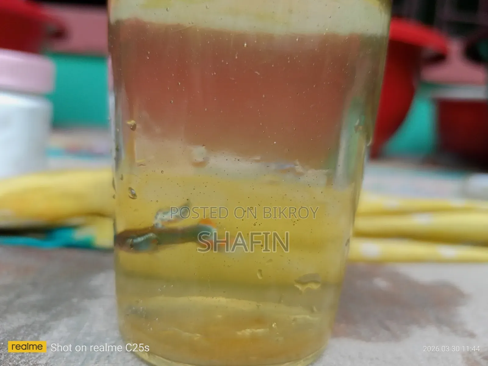 Guppy Fish