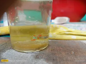 Guppy Fish