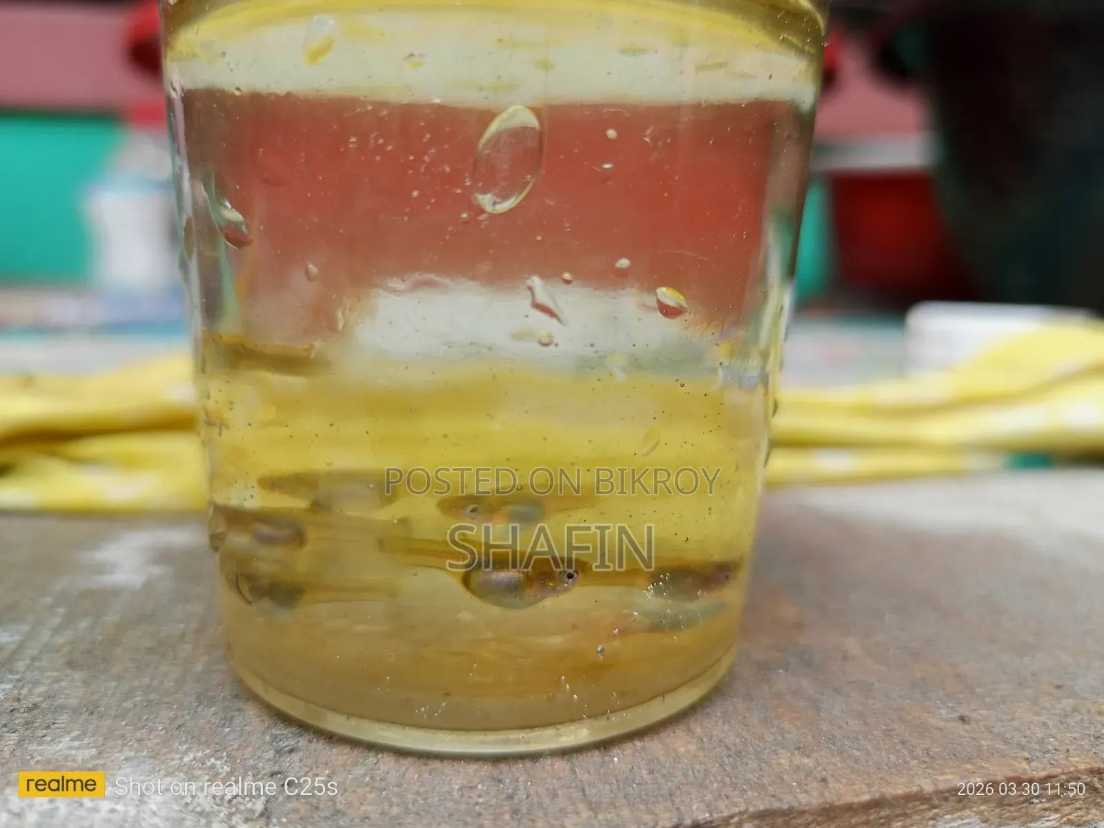 Guppy Fish