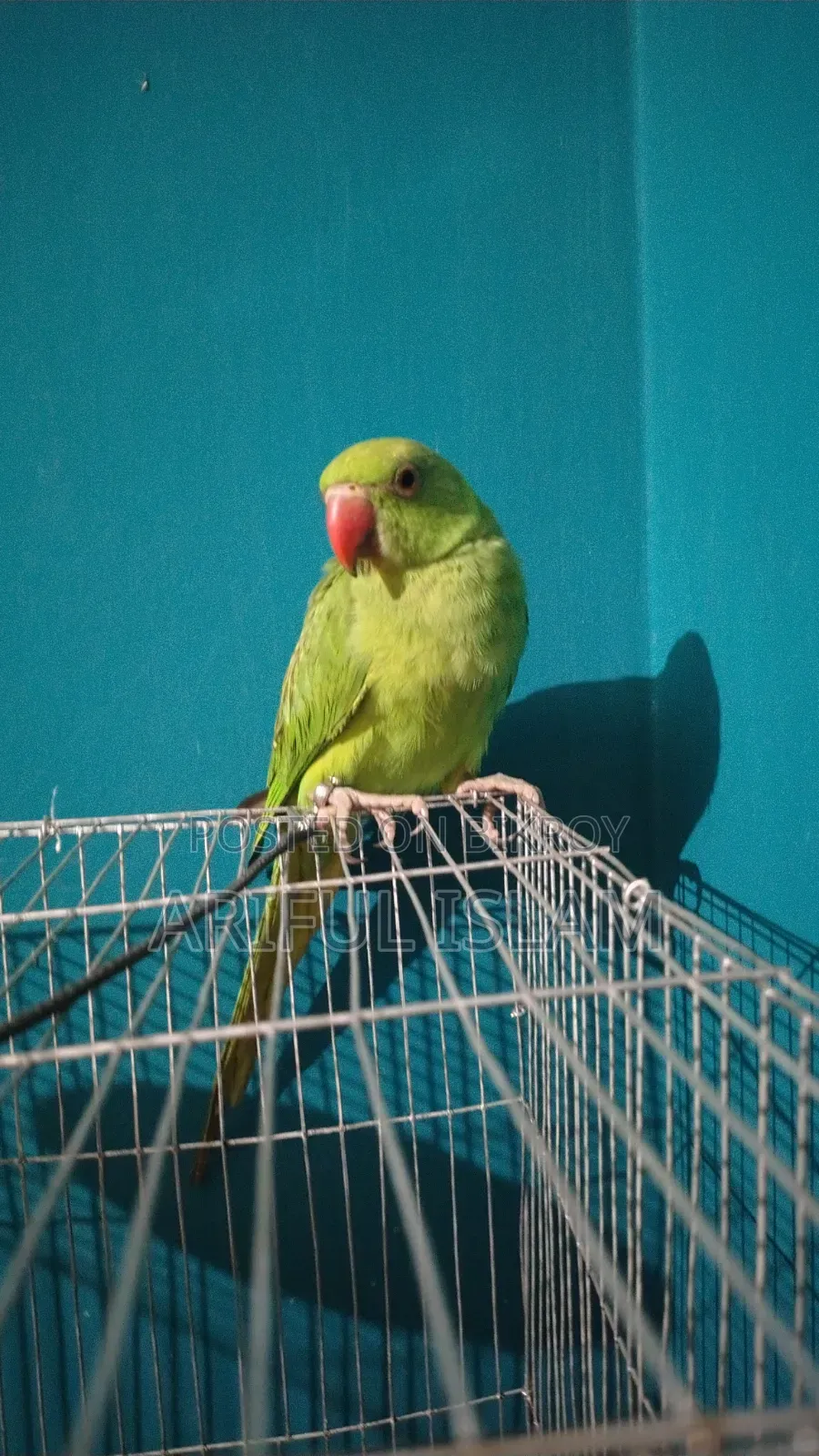 টেম টিয়া পাখি