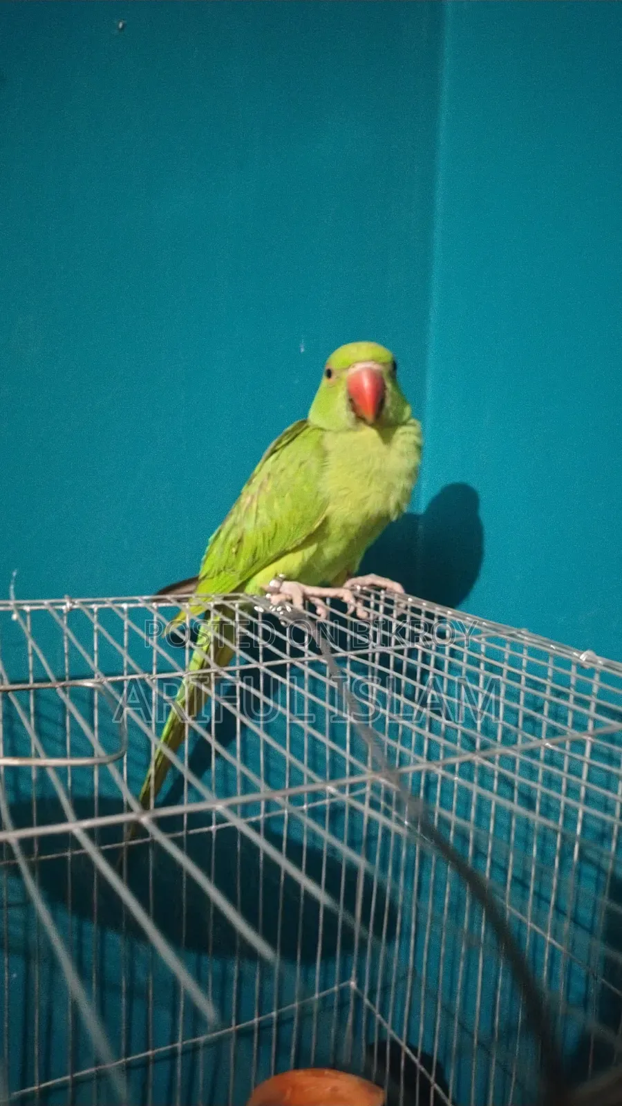 টেম টিয়া পাখি