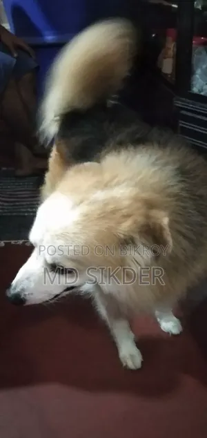 6-12 Months Male Mixed Breed Ibizan Hound