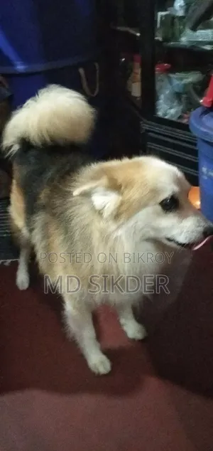 6-12 Months Male Mixed Breed Ibizan Hound