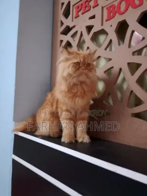 ১+ বছর বয়সী পুরুষ পিওরব্রেড পার্সিয়ান