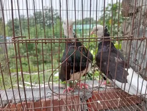 গররা জোড়া