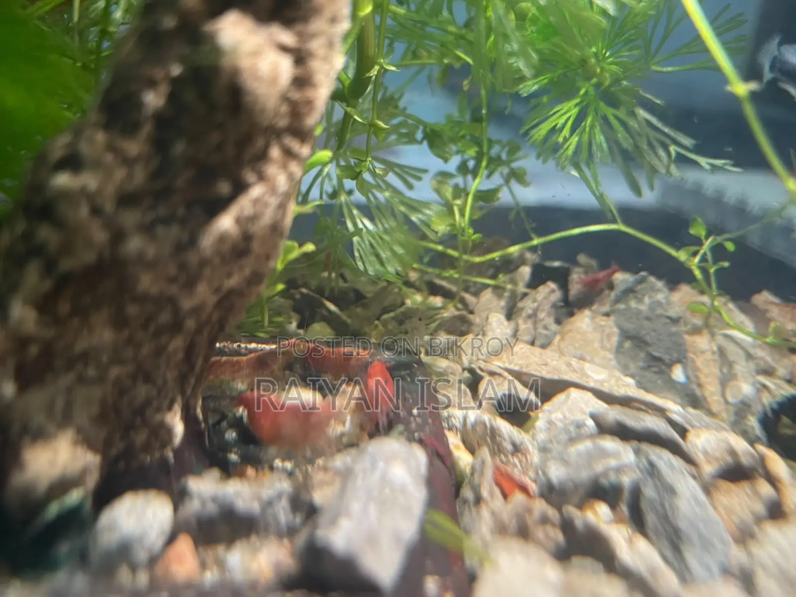 Fire Red Shrimp