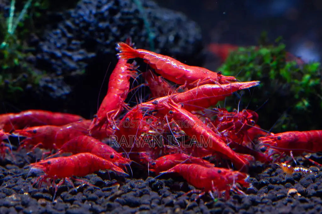 Fire Red Shrimp