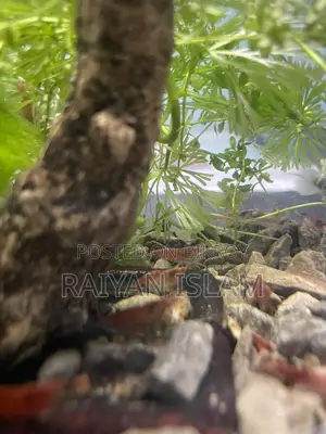 Fire Red Shrimp