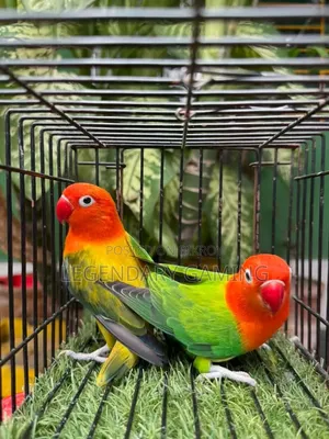 টপ কোয়ালিটি লাভ বার্ড