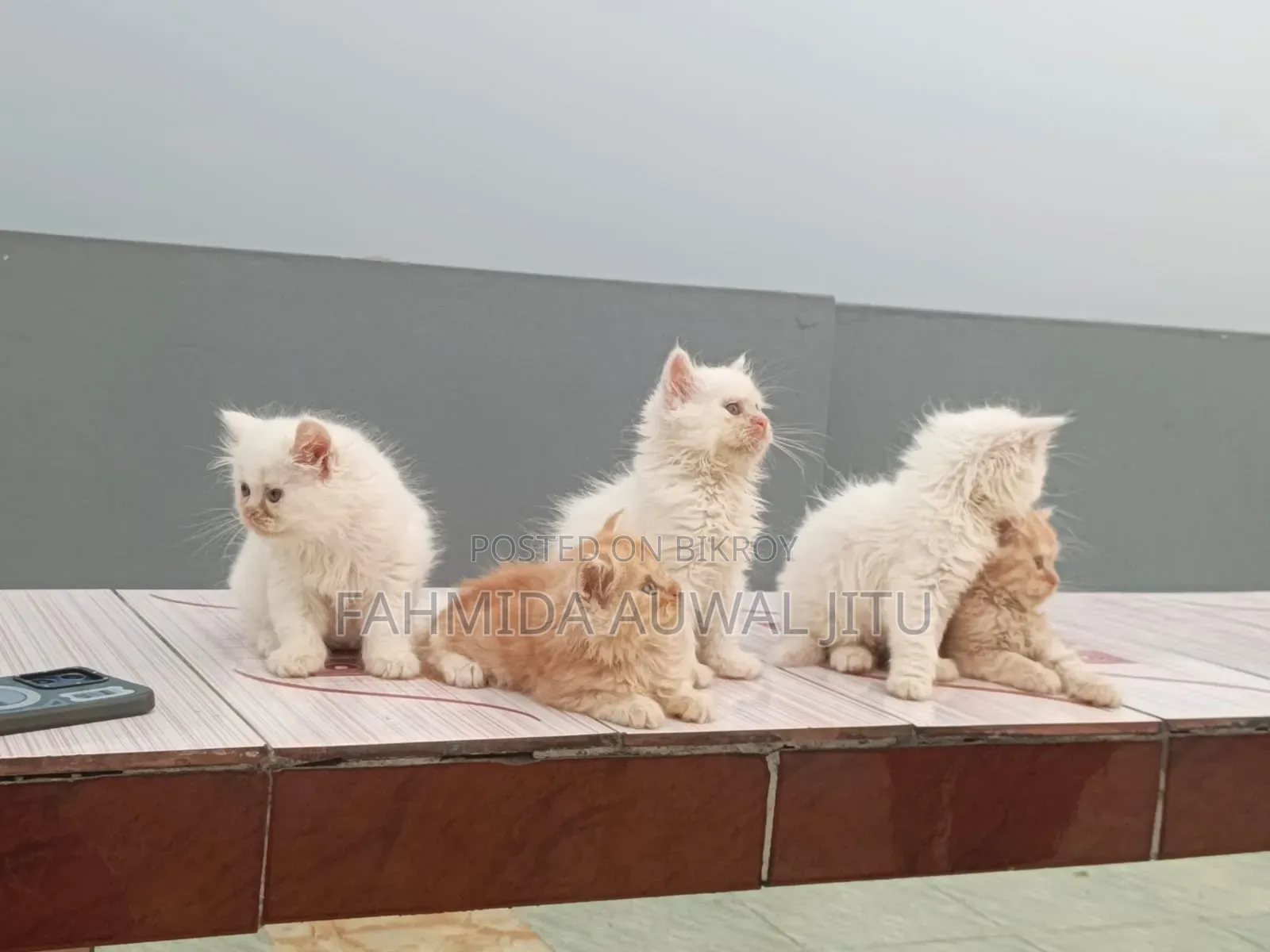 ১-৩ মাস বয়সী ফিমেল পিওর ব্রেড পার্সিয়ান
