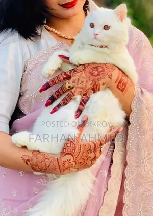 ৩-৬ মাস বয়সী ফিমেল পিওর ব্রেড পার্সিয়ান