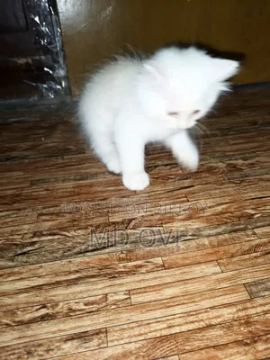 1-3 Months Female Purebred Persian