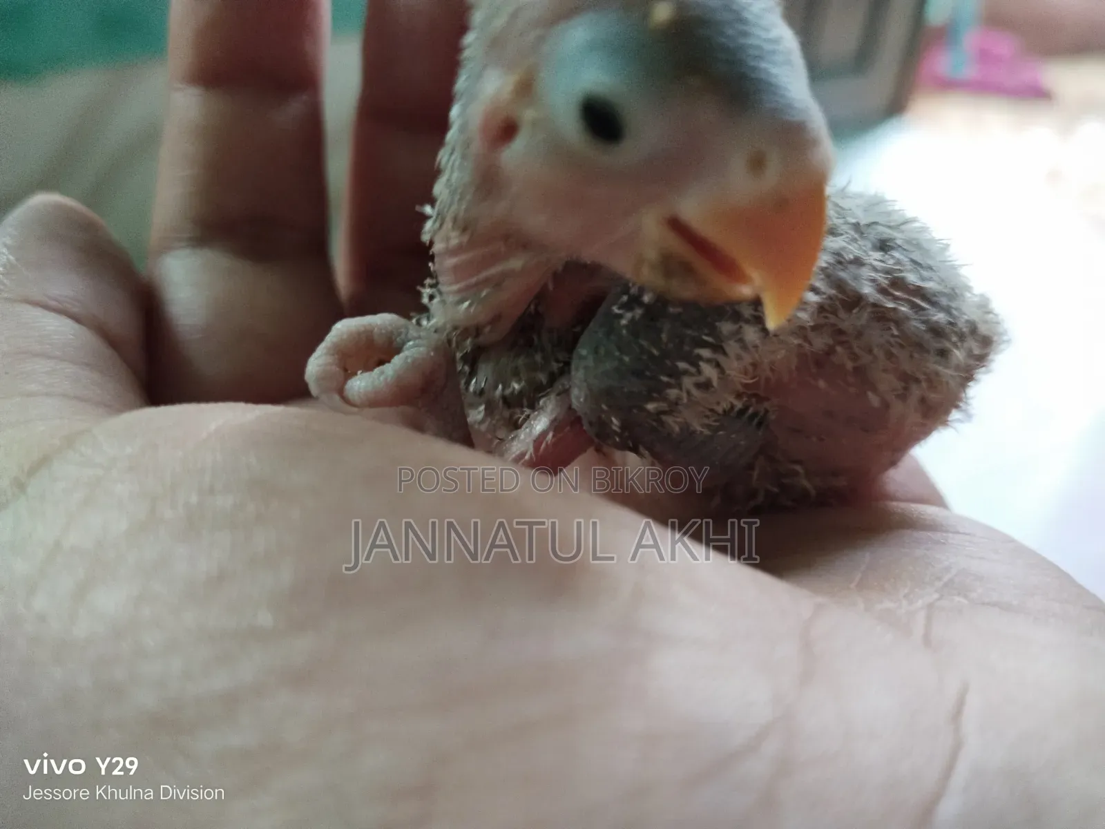 Lovebird Tame Size