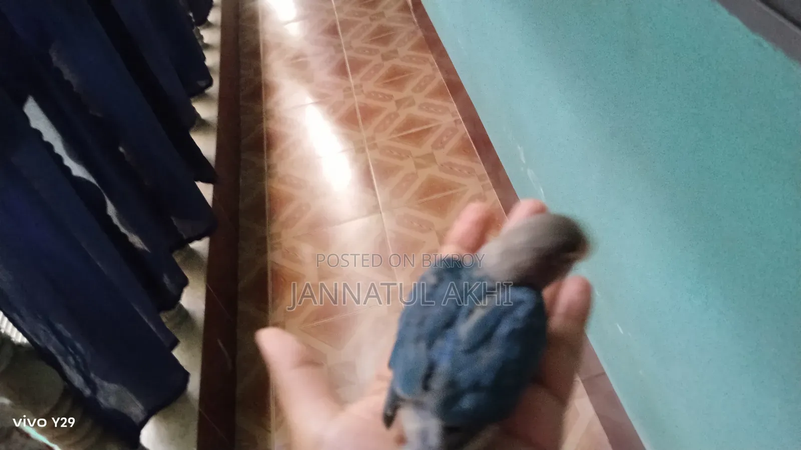 Lovebird Tame Size
