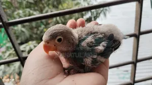 Lovebird Tame Size