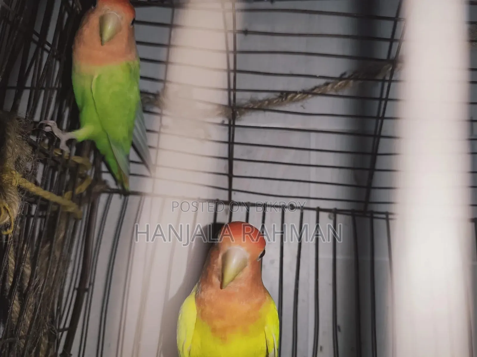 Lovebird Master Pair