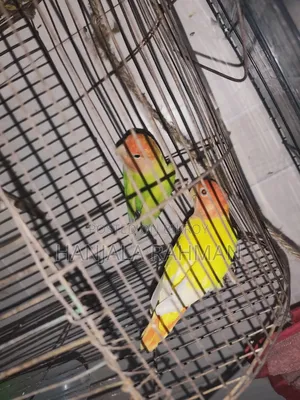 Lovebird Master Pair