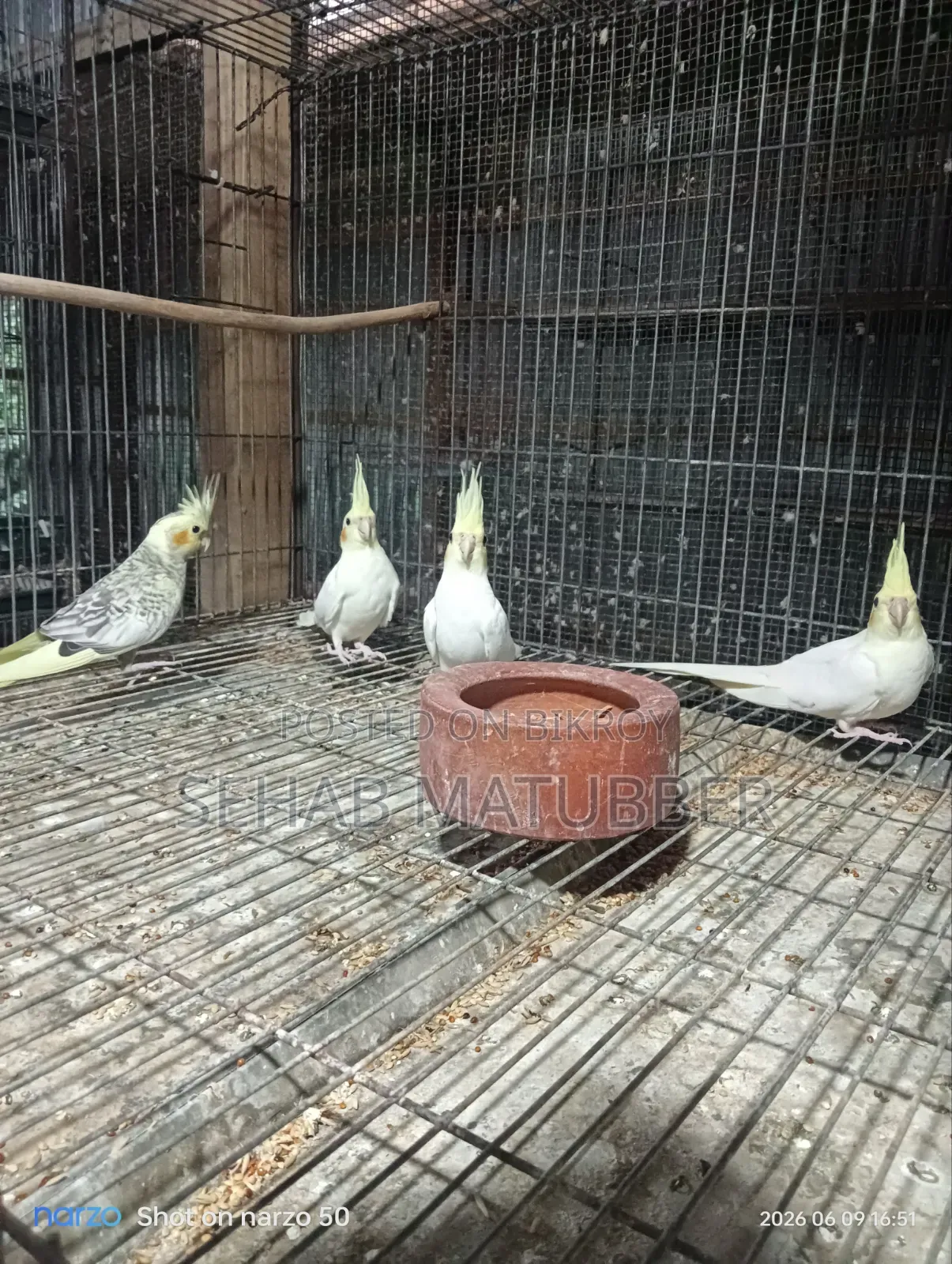 Cockatiel birds for sale.