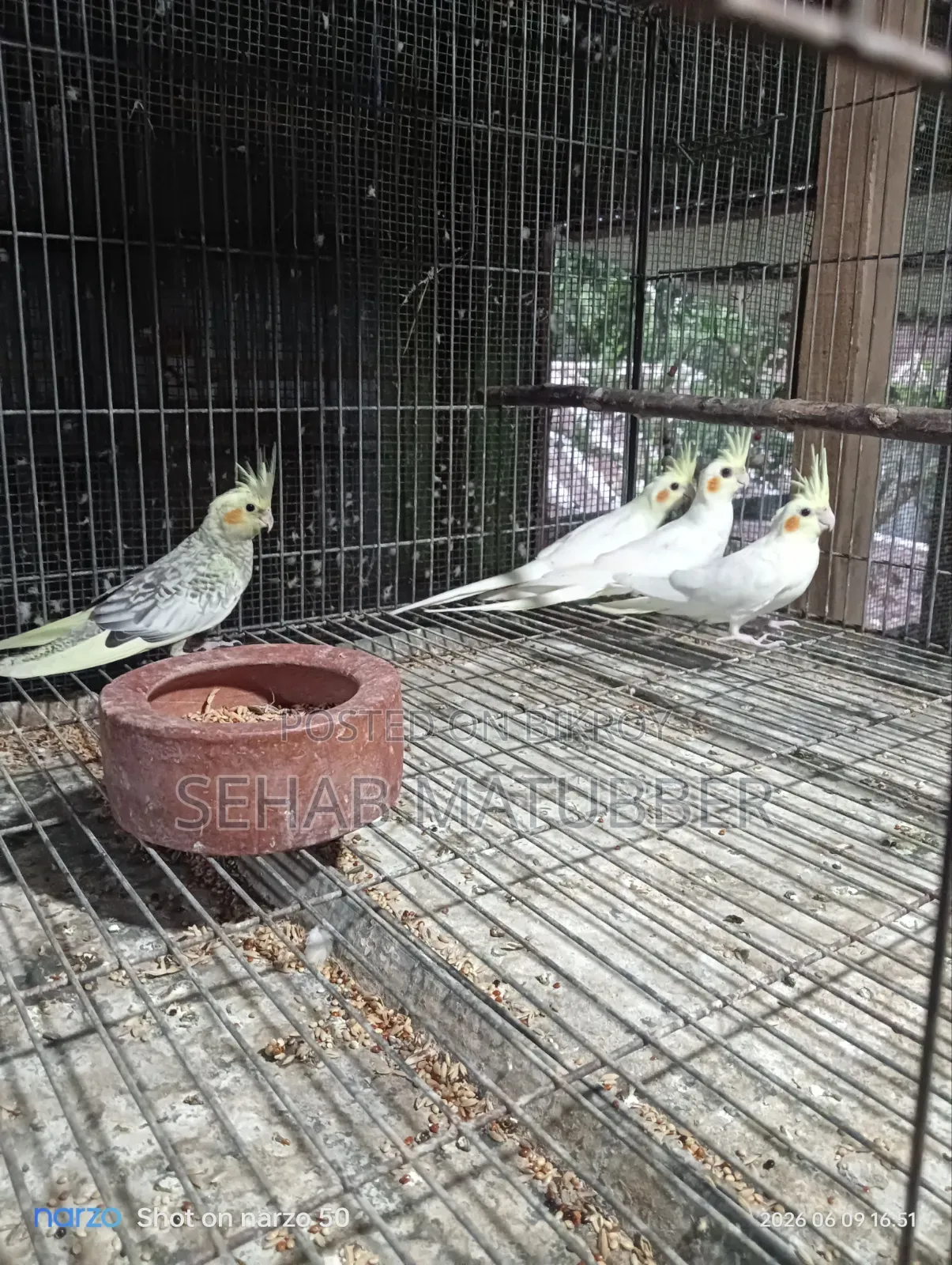 Cockatiel birds for sale.