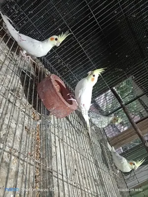 Cockatiel birds for sale.