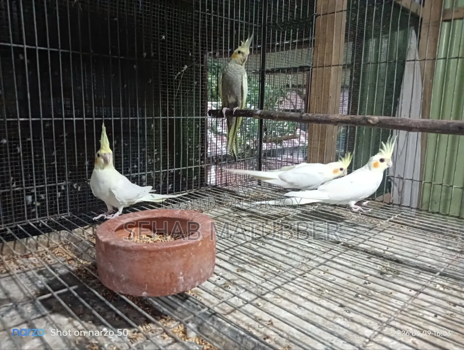 Cockatiel birds for sale.