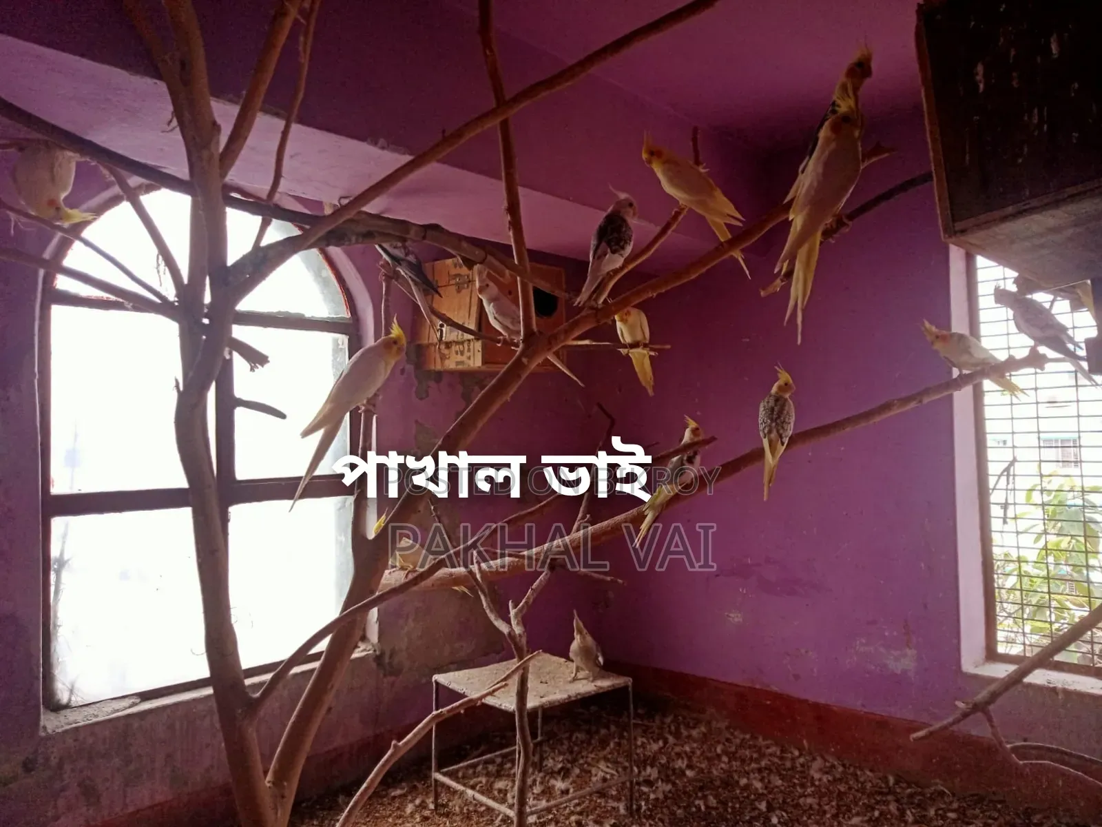 ককাটেল ১৫পিস