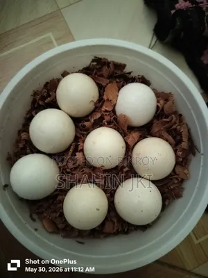 Sale post breed: Malaysian Serama hatching eggs