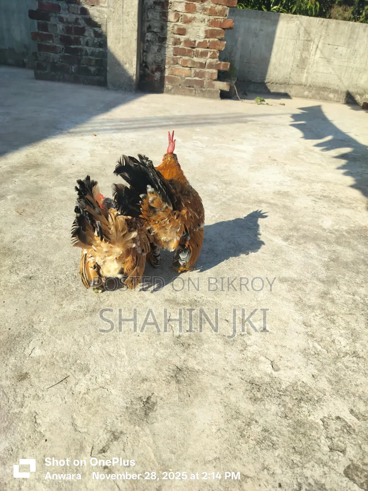 Sale post breed: Malaysian Serama hatching eggs