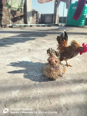 Sale post breed: Malaysian Serama hatching eggs