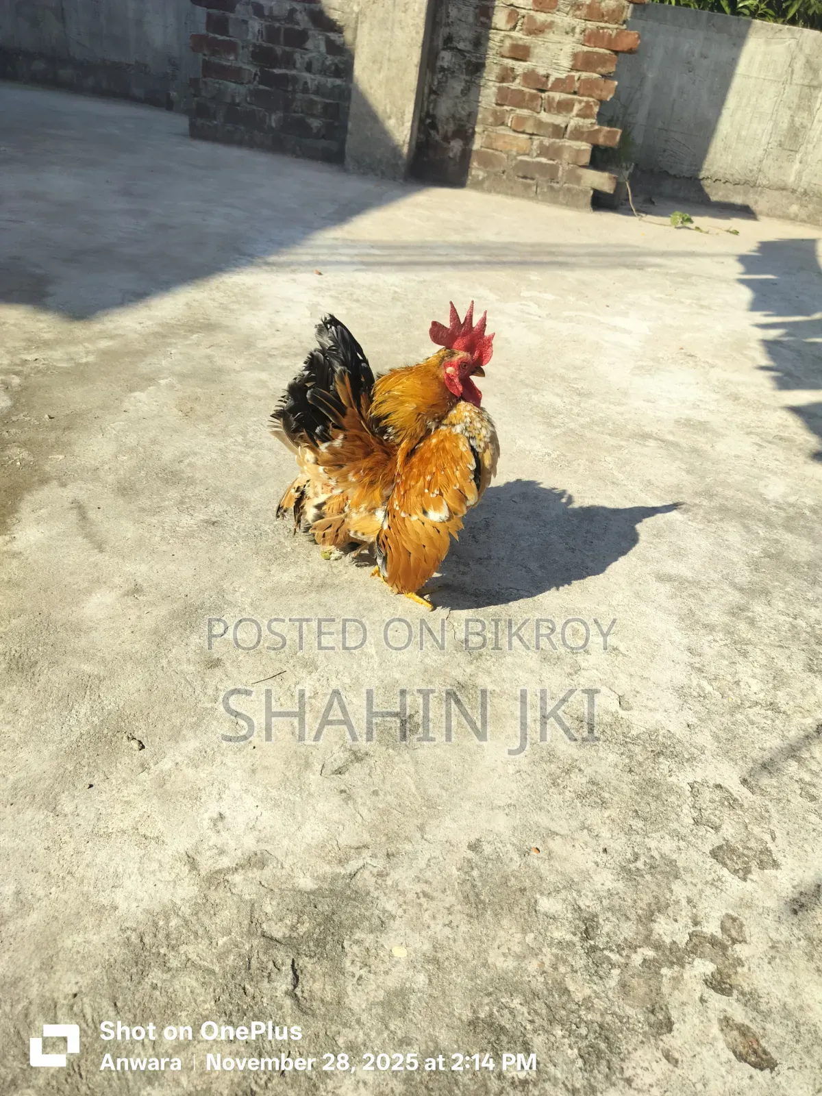 Sale post breed: Malaysian Serama hatching eggs