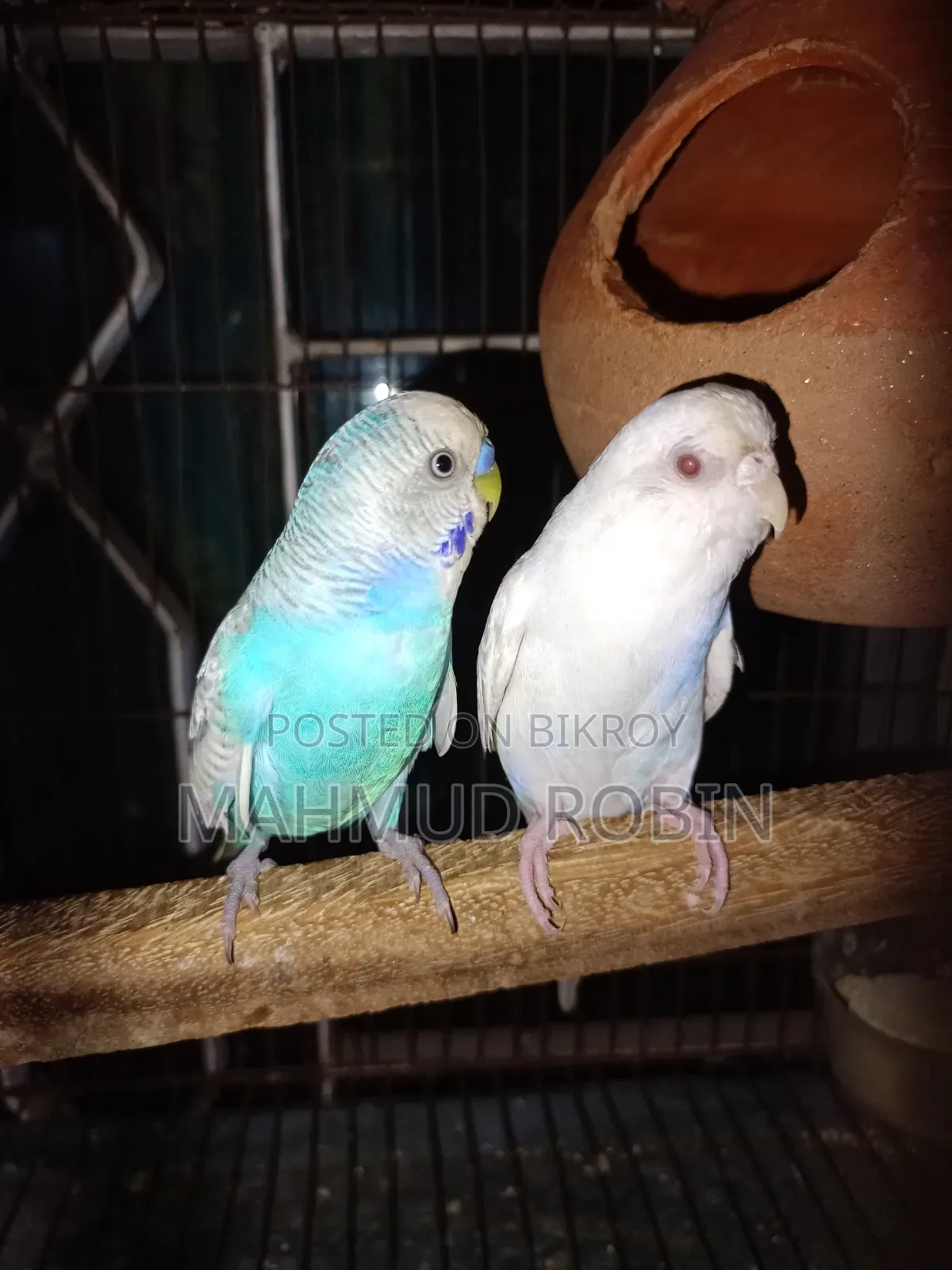 Budgerigar Bird Running Pair