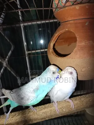 Budgerigar Bird Running Pair
