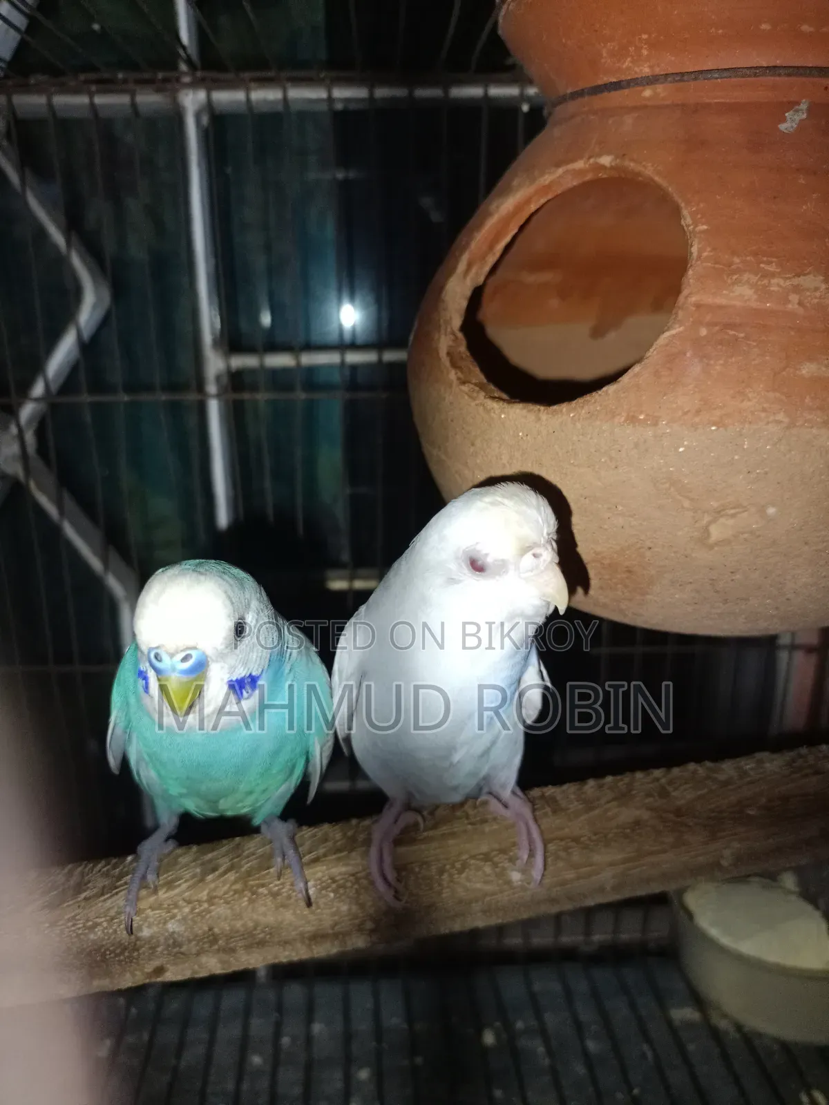 Budgerigar Bird Running Pair