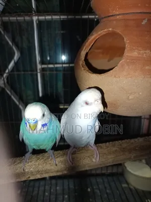 Budgerigar Bird Running Pair