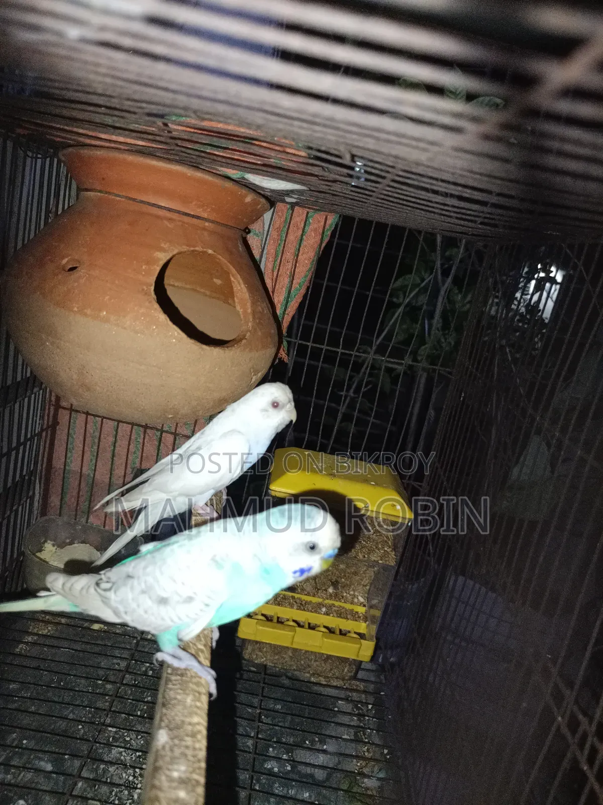 Budgerigar Bird Running Pair