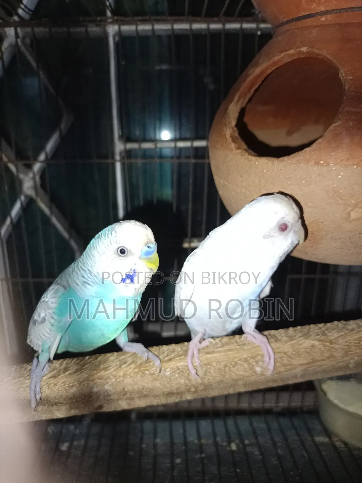 Budgerigar Bird Running Pair
