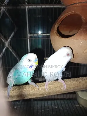 Budgerigar Bird Running Pair
