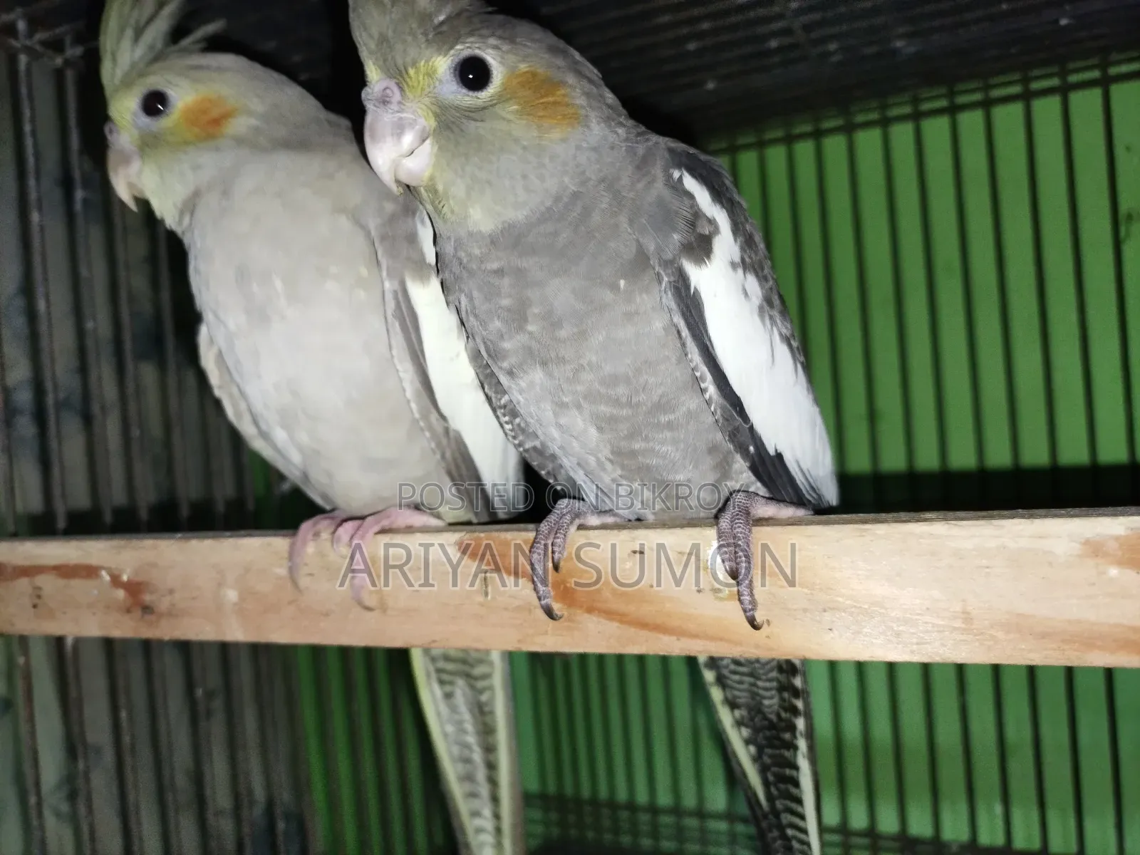 Cockatiel Bird