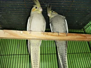 Cockatiel Bird