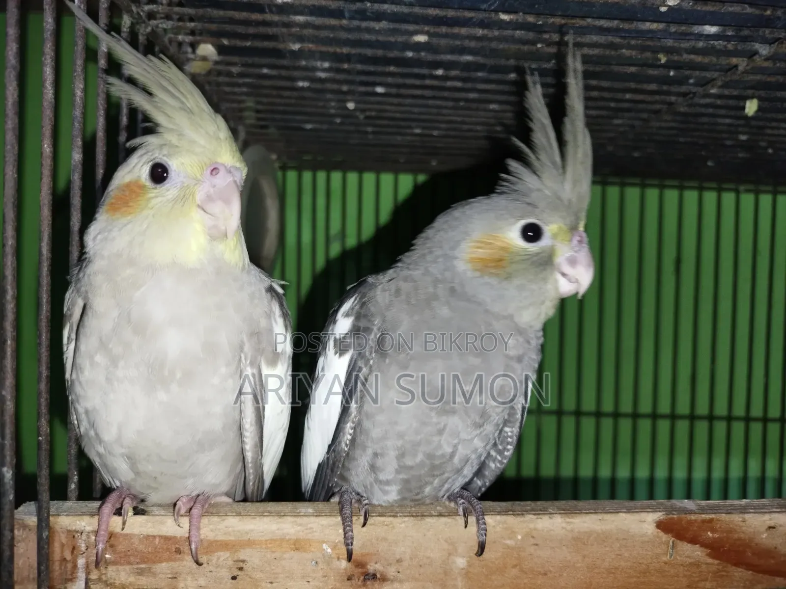 Cockatiel Bird