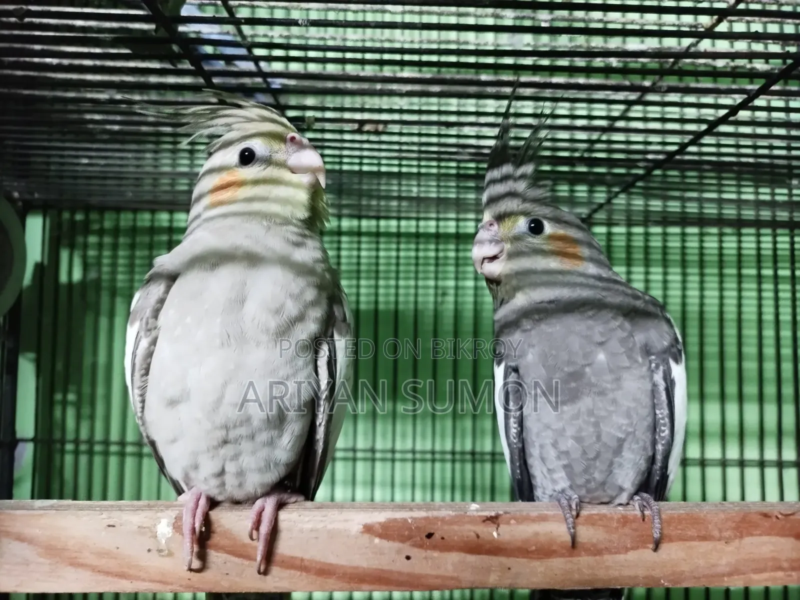 Cockatiel Bird