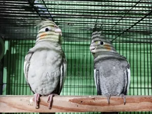 Cockatiel Bird