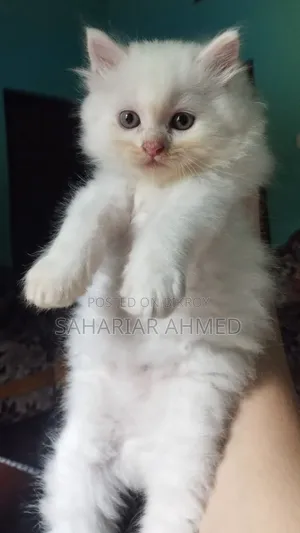 1-3 months Male Purebred Persian