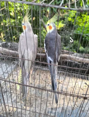 ৪জোড়া রানিং গ্রে ককাটেল পাখি সূলভ মূল্য বিক্রিয় করা হবে